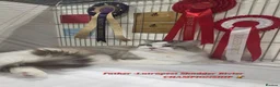 Ragdoll cats for sale: GCCF PEDIGREE CERTIFICATE KITTENS  - Advert 23