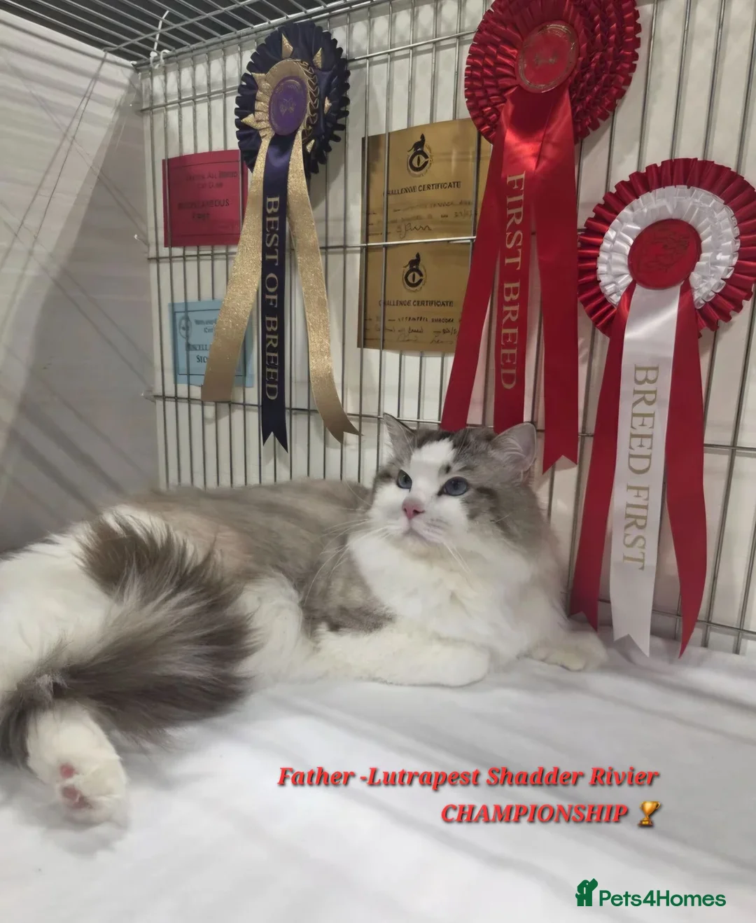 Ragdoll cats for sale: GCCF PEDIGREE CERTIFICATE KITTENS  - Advert 2