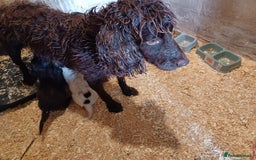 Cocker Spaniel dogs for sale: Working cocker spaniel  - Image 13