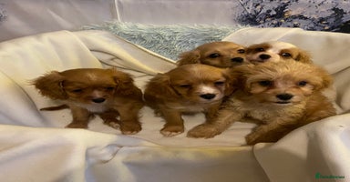 Cavapoo dogs DNA CLEAR & BVA HEART/EYES CERTS CAVAPOO - Advert 2