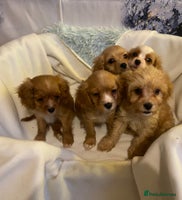 Cavapoo dogs DNA CLEAR & BVA HEART/EYES CERTS CAVAPOO - Advert 3