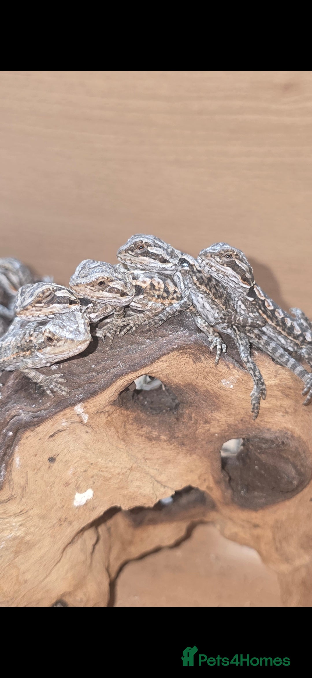 Bearded Dragon reptiles for sale: Baby bearded  - Image 4