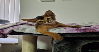 Abyssinian cats - Advert 13