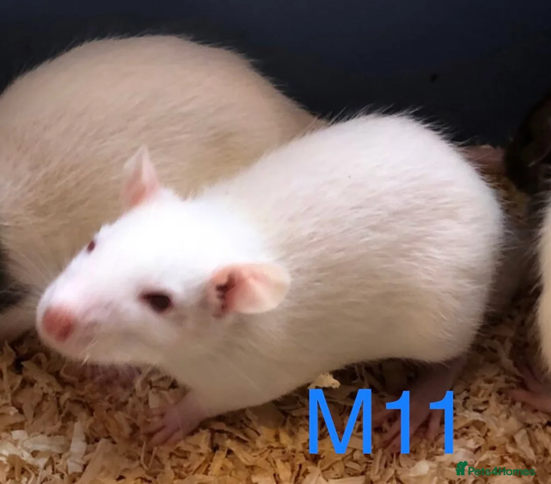 Rat rodents for sale: Beautiful tame fancy rats - Advert 19