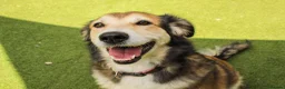 Mixed Breed dogs for adoption: Jewel is looking for her forever family! - Advert 10