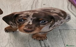 Miniature Dachshund dogs for sale: Stunning litter of miniature daschounds  - Image 3