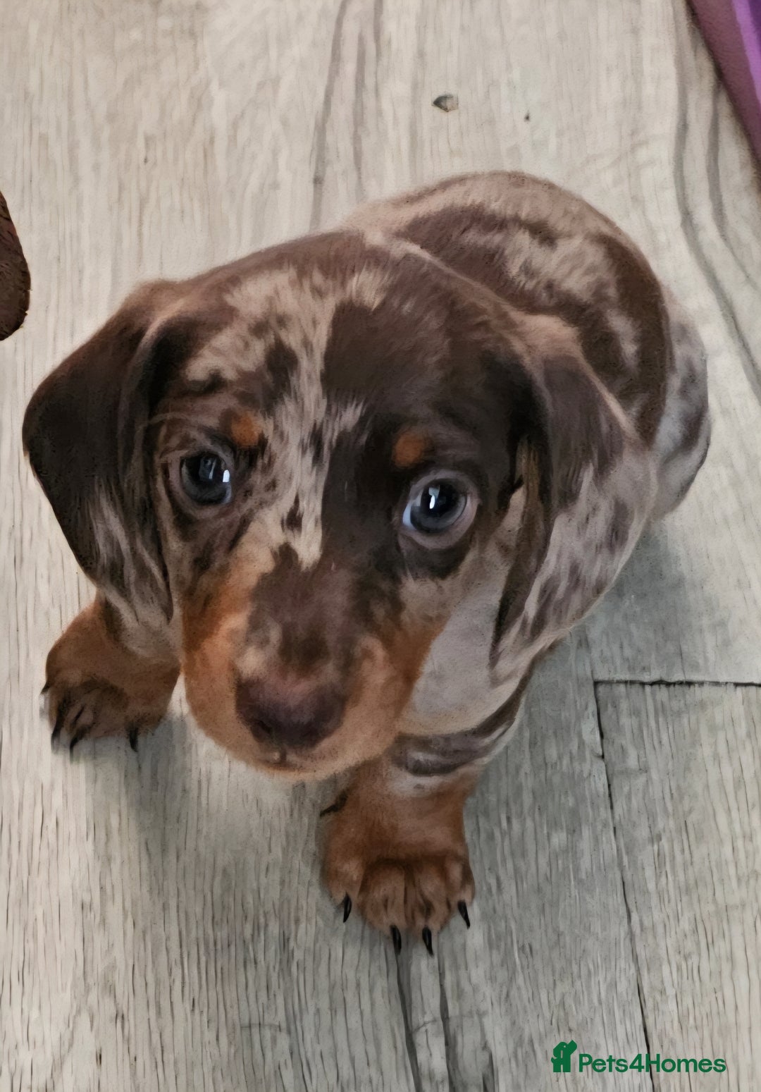 Miniature Dachshund dogs for sale: Stunning litter of miniature daschounds  - Image 3