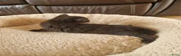 Domestic Shorthair cats for sale: 5  Beautiful Domestic Shorthair Tabby Kittens  - Advert 37