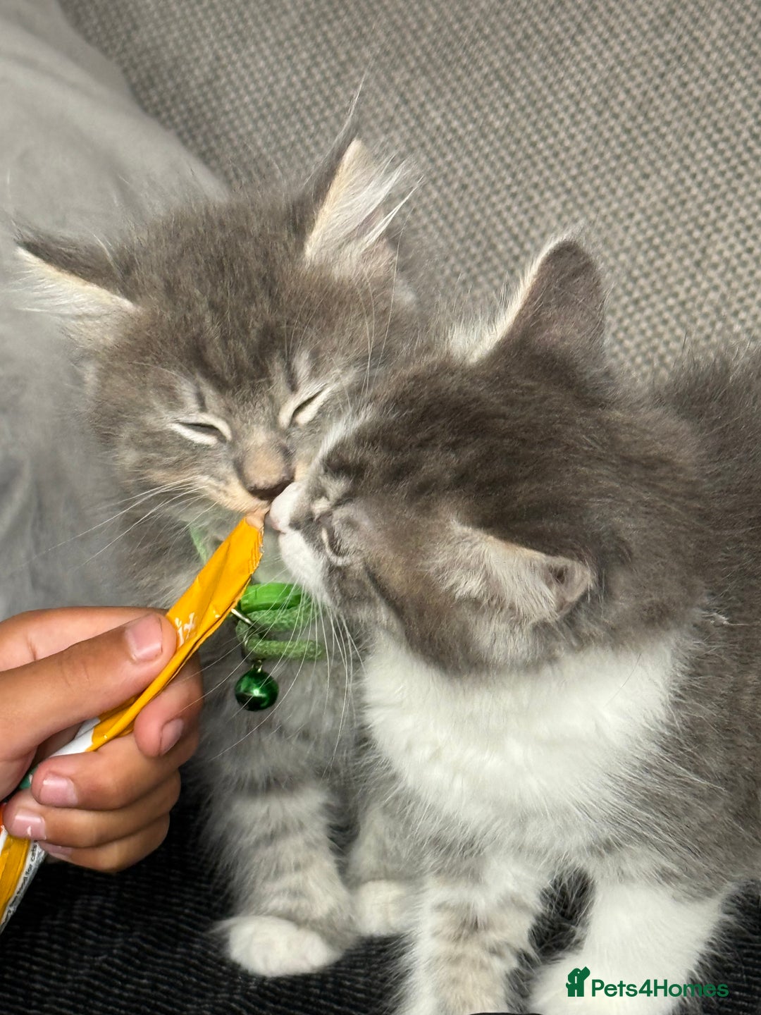 British Shorthair cats for sale: Last one left grey and white female  - Image 24
