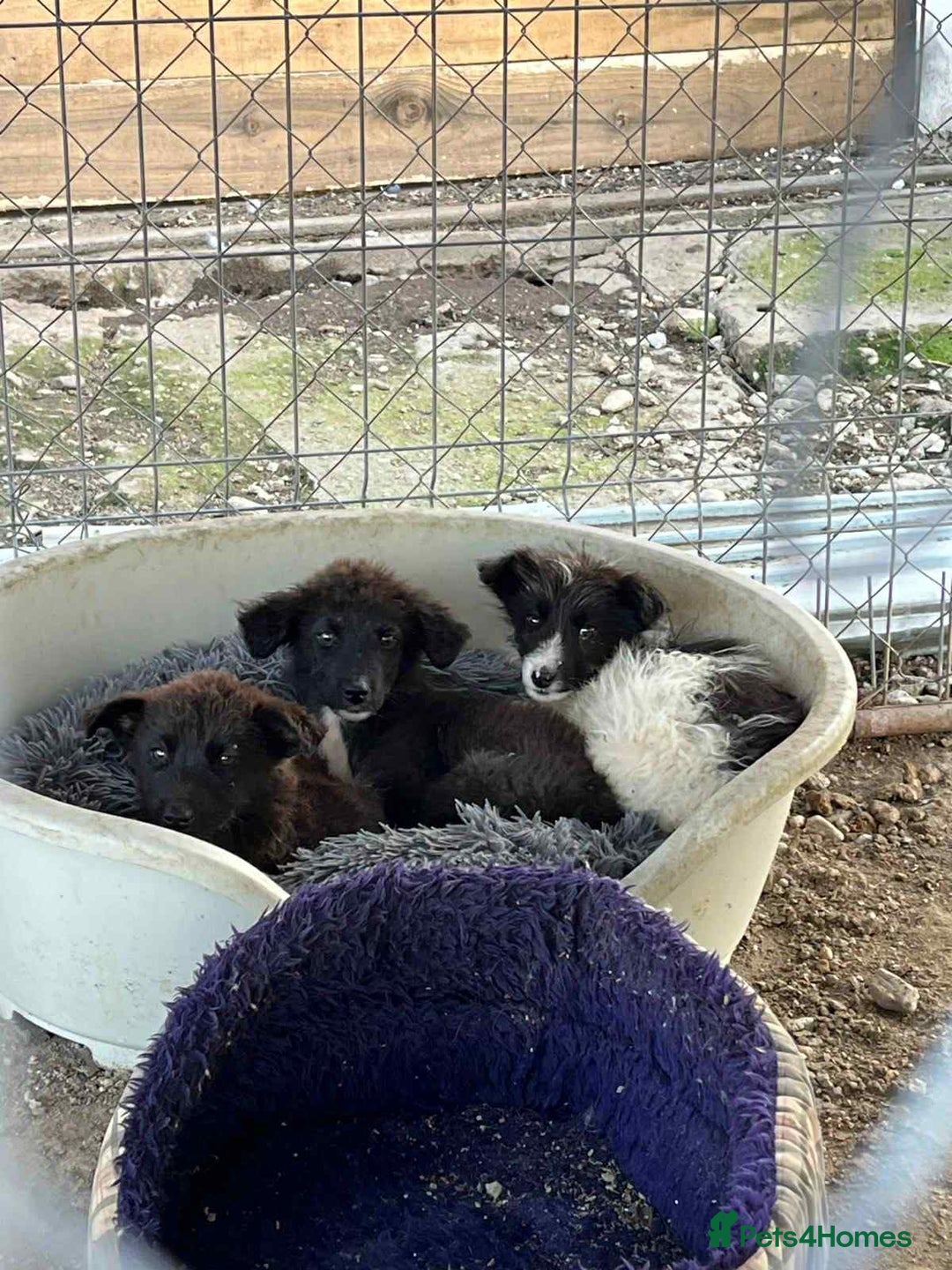 Mixed Breed dogs for adoption: Pepper - In Ayr Looking for a home  - Advert 7