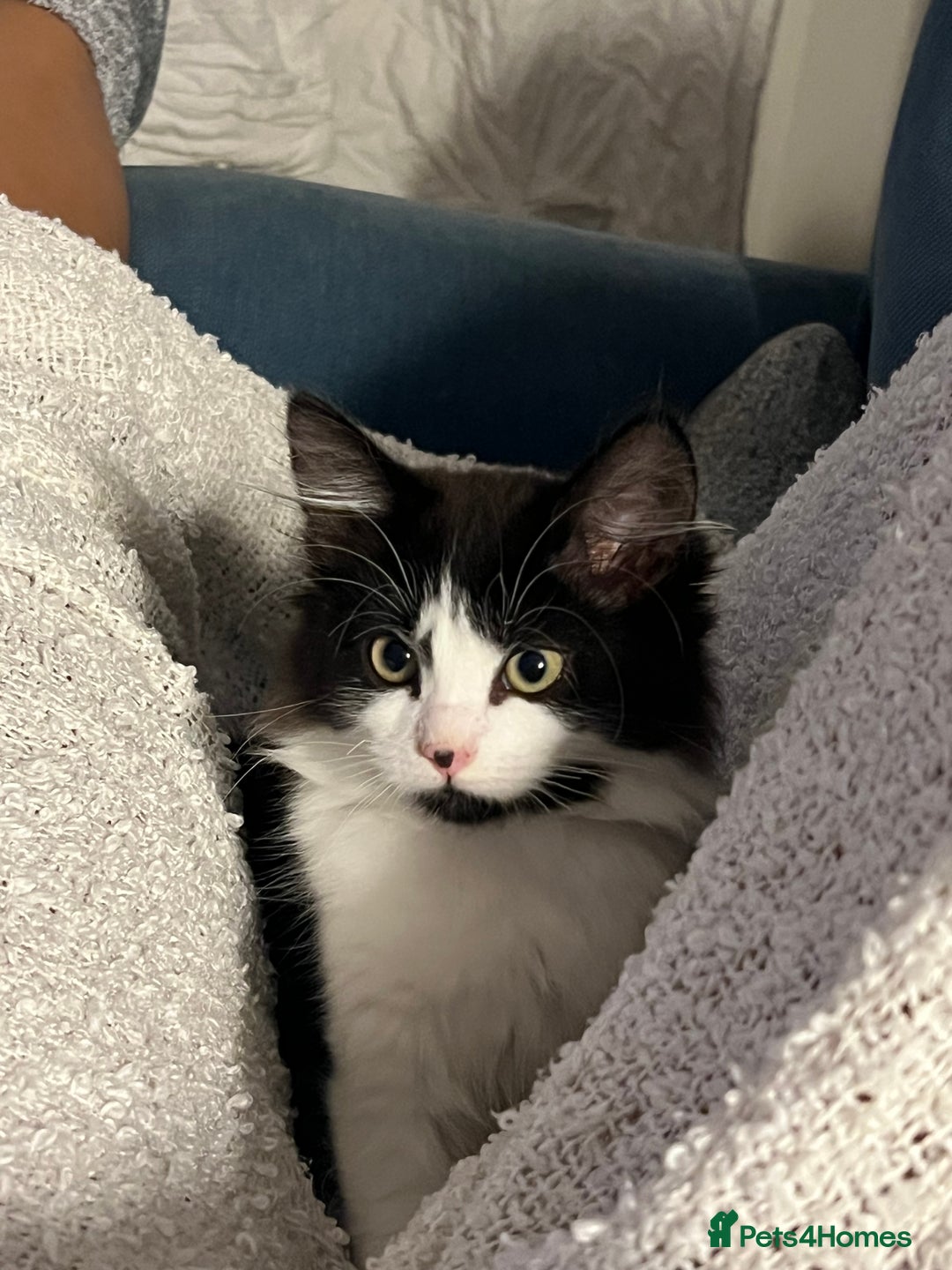 Mixed Breed cats for sale: Sweetest Bonded 6 month kittens (brother & Sister) - Advert 16