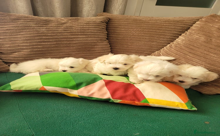 Coton De Tulear dogs - Advert 1