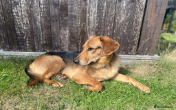 Mixed Breed dogs for adoption: Jeff is looking for the best forever home  - Image 8