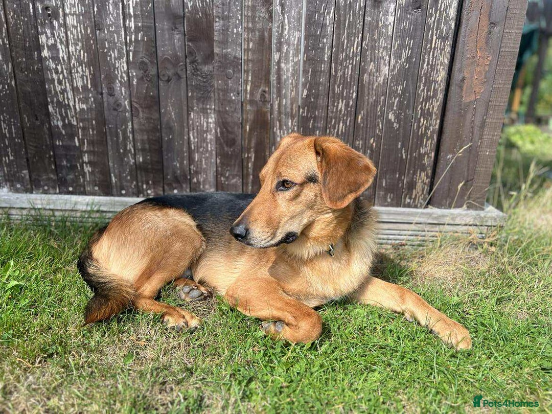 Mixed Breed dogs for adoption: Jeff is looking for the best forever home  - Image 8