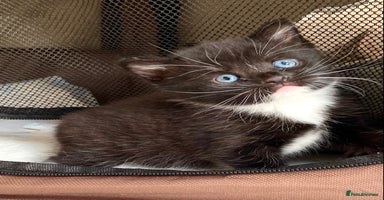 Mixed Breed cats - Advert 6