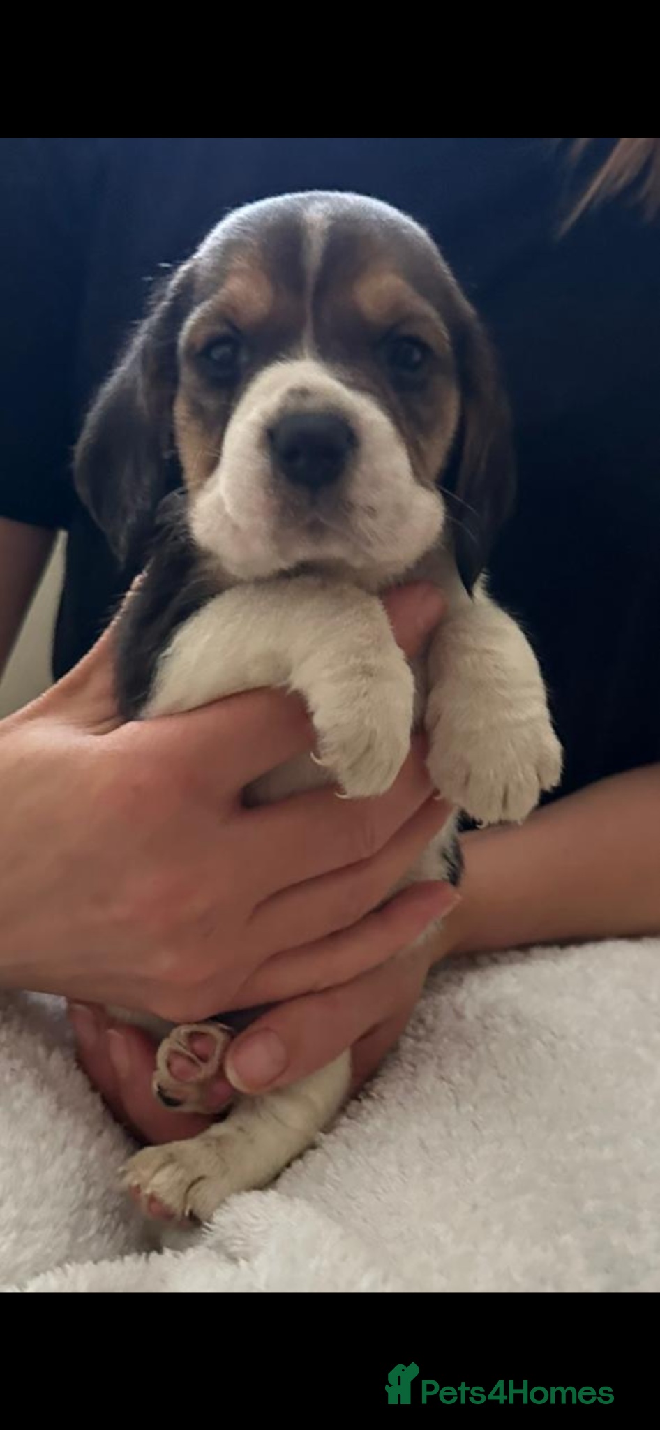 Beagle dogs Kc registered,,,  show winning beagles  - Advert 6