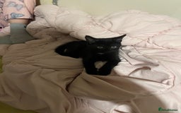 Mixed Breed cats for sale: Kittens - Image 4