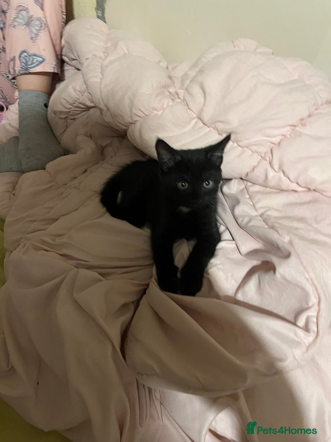 Mixed Breed cats for sale: Kittens - Image 4