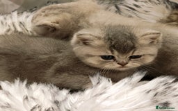 British Shorthair cats for sale: Blue, lilac, chocolate golden girls  - Advert 17