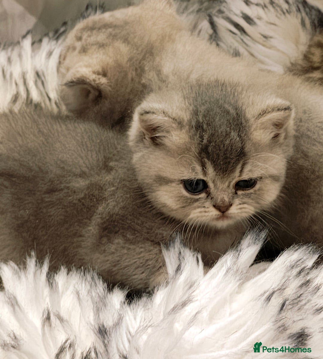 British Shorthair cats for sale: Blue, lilac, chocolate golden girls  - Advert 17