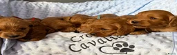 Cavapoo dogs for sale: F1 RED CAVAPOOS HEALTH TESTED KC PARENTS LICENSED  - Advert 5