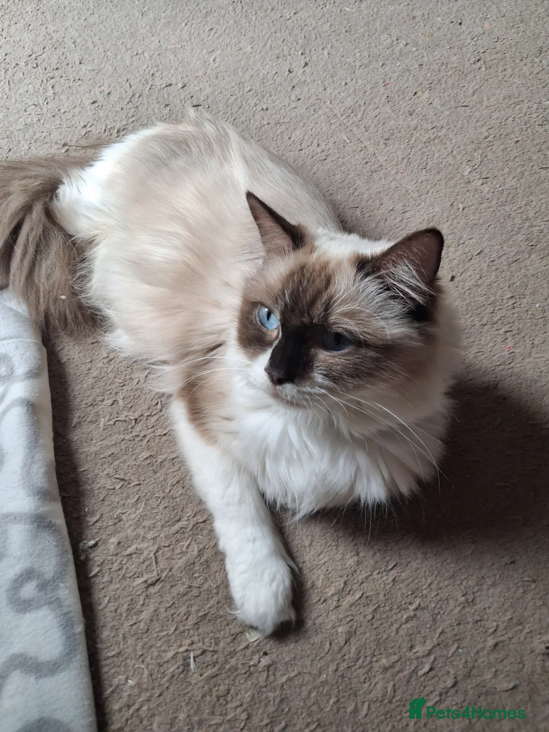 Ragdoll cats for sale: CUTE RARE BLUE RAGDOLL KITTENS  - Advert 15