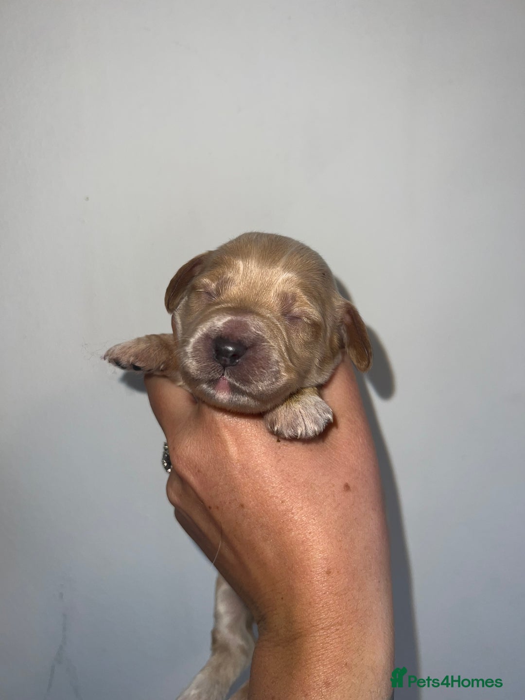 Cockapoo dogs for sale: 🐾 F1 Cockapoo Puppies 🐾 - Image 2