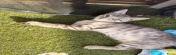 Savannah cats for sale: F4 Silver Savannah - Advert 2