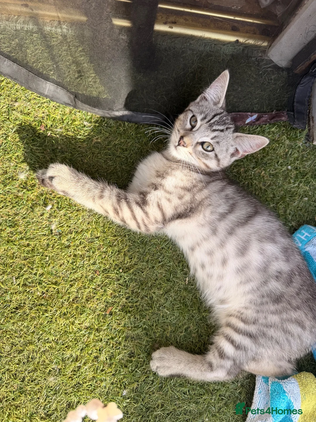 Savannah cats for sale: F4 Silver Savannah - Advert 2