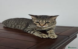 Mixed Breed cats for adoption: Nana - Playful & Sweet Girl - Image 4