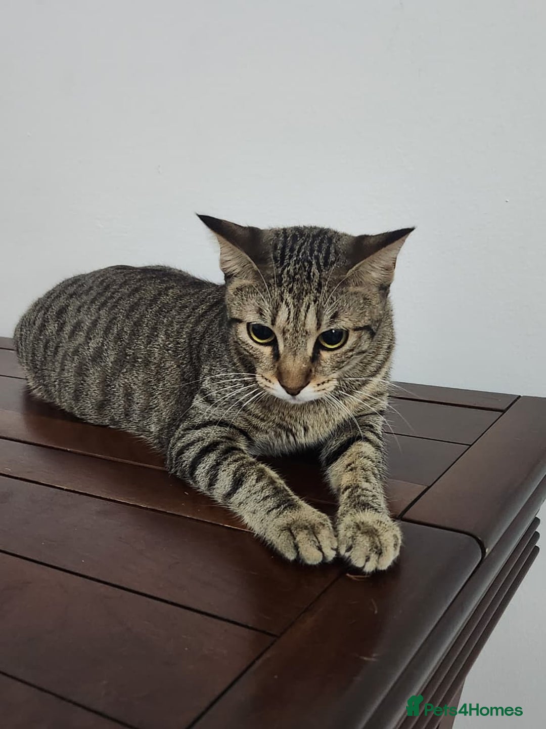 Mixed Breed cats for adoption: Nana - Playful & Sweet Girl - Image 4