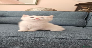 Scottish Fold cats - Advert 16