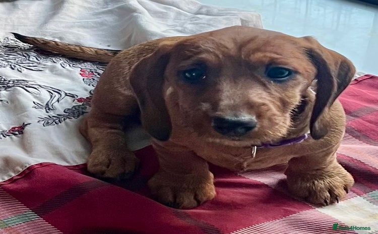 Dachshund dogs - Advert 2