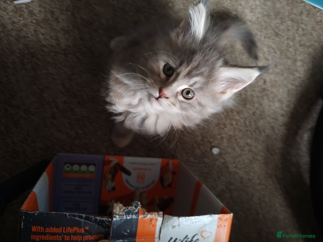 Maine Coon cats for sale: V. Vilma  - Advert 8