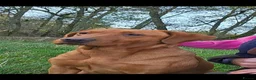 Labrador Retriever dogs for sale: Kc registered labrador puppies - Advert 1