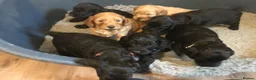Cockapoo dogs for sale: Outstanding F1 Cockapoos in Wetherby - Advert 10