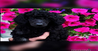 Toy Poodle dogs - Advert 4