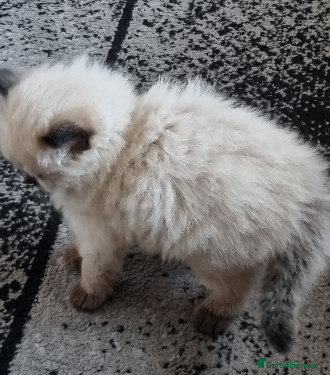 Ragdoll cats for sale: Beautiful Ragdoll  - Image 5