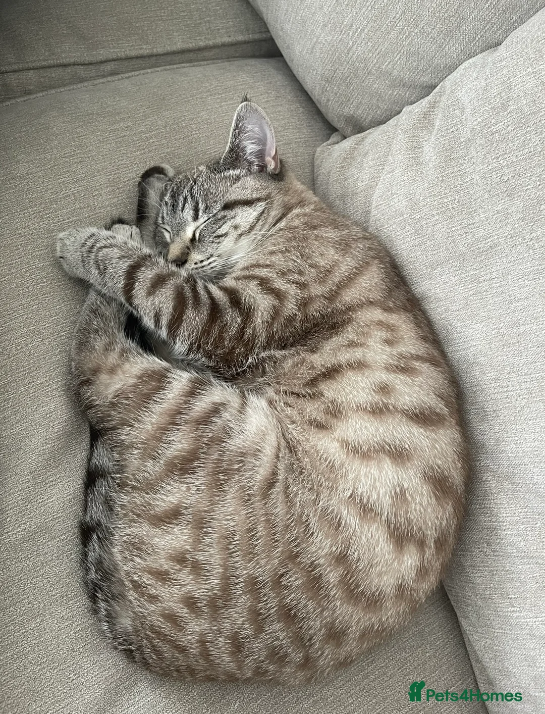 Mixed Breed cats for sale: Female neutered cat  - Advert 1