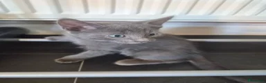 Shadow