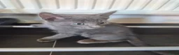 Mixed Breed cats for sale: 5 Gorgeous Grey Galoofs  - Advert 9