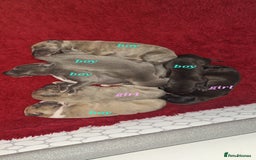 Whippet dogs for sale: 3/4 Whippet 1/4 Italian greyhound  - Image 1
