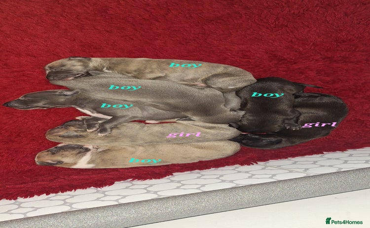 Whippet dogs - Advert 1