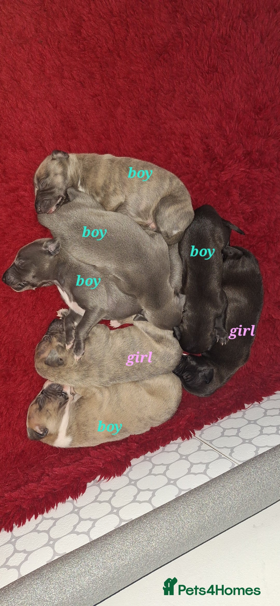 Whippet dogs for sale: 3/4 Whippet 1/4 Italian greyhound  - Image 1