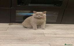 British Shorthair cats for sale: Stunning 2-Year-Old Male Lilac British Shorthair - Image 7