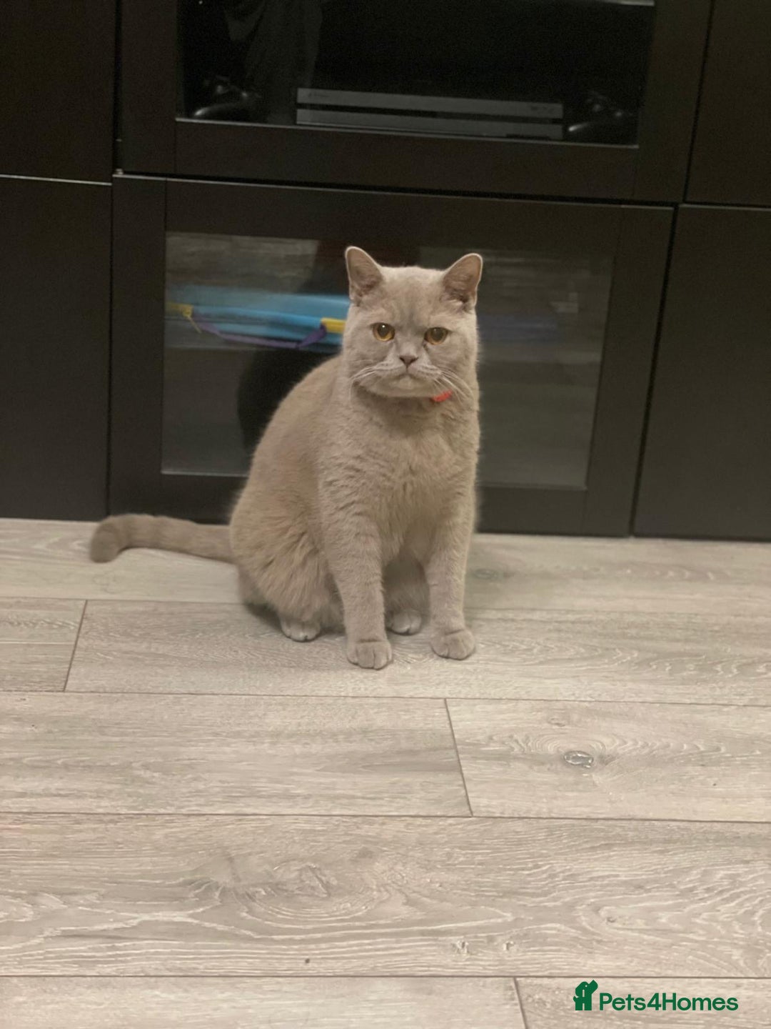 British Shorthair cats for sale: Stunning 2-Year-Old Male Lilac British Shorthair - Image 7