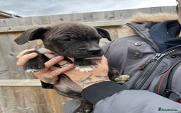 Staffordshire Bull Terrier dogs for sale: Beautiful staff pups for sale - Image 25