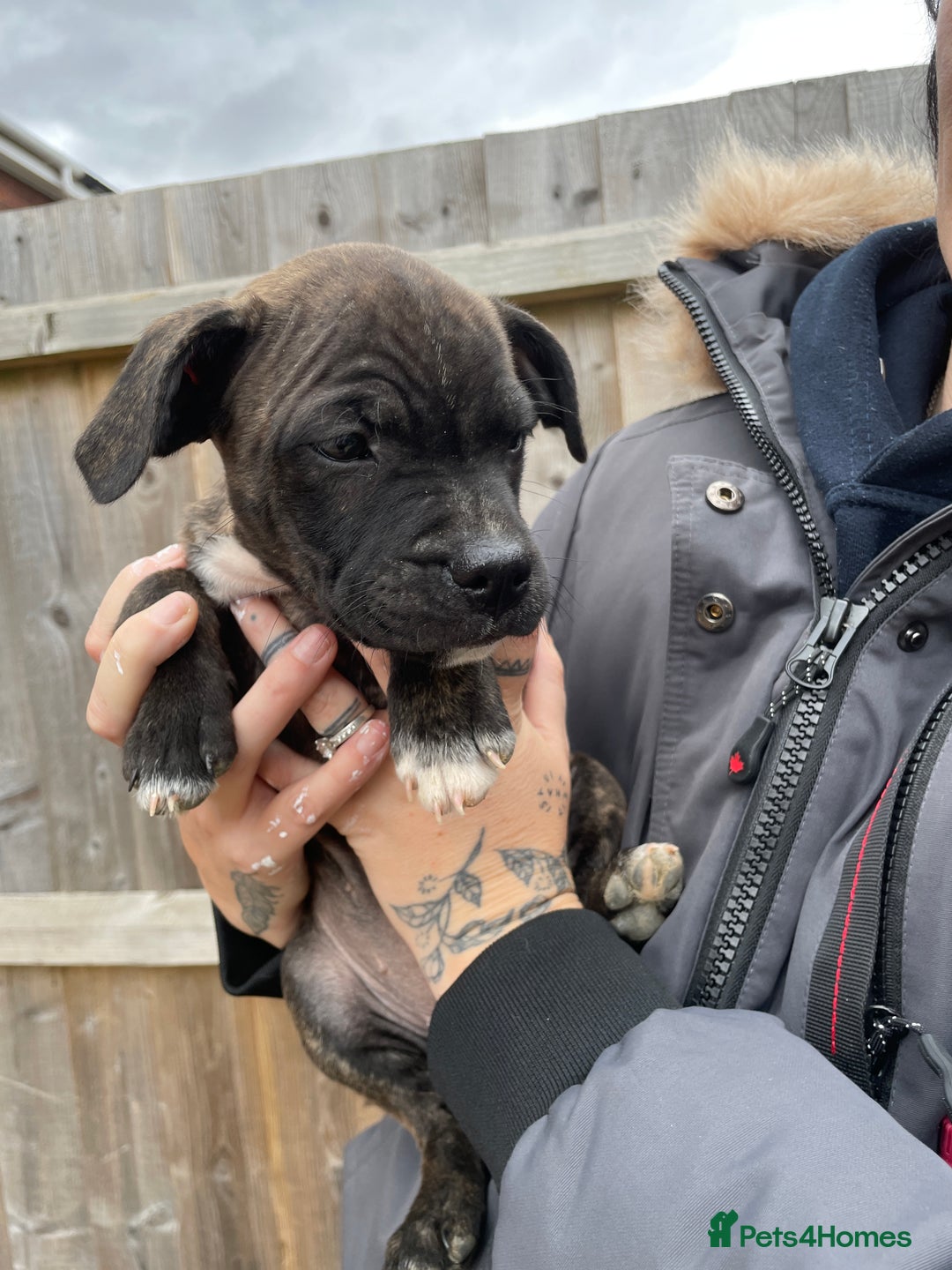 Staffordshire Bull Terrier dogs for sale: Beautiful staff pups for sale - Image 25