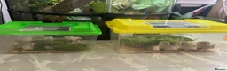 Frog reptiles for sale: 3 White’s Tree Frogs, 2 Vivs, Loads of Equipment🐸 - Advert 19