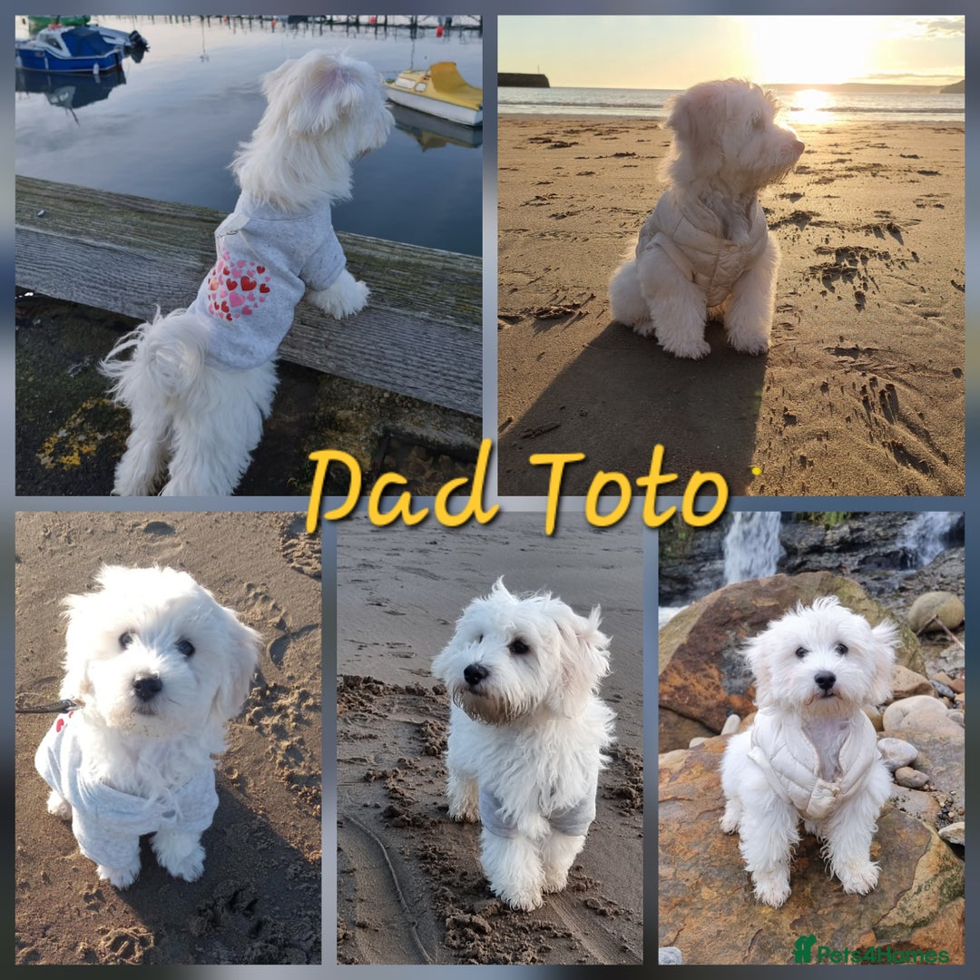 Maltipoo dogs for sale: Beautiful Maltipoo Puppies - Advert 15
